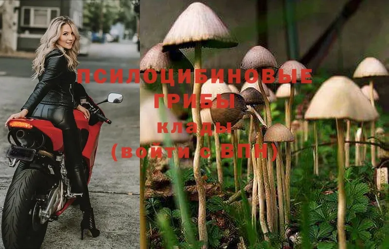 Галлюциногенные грибы Psilocybine cubensis  Цоци-Юрт 